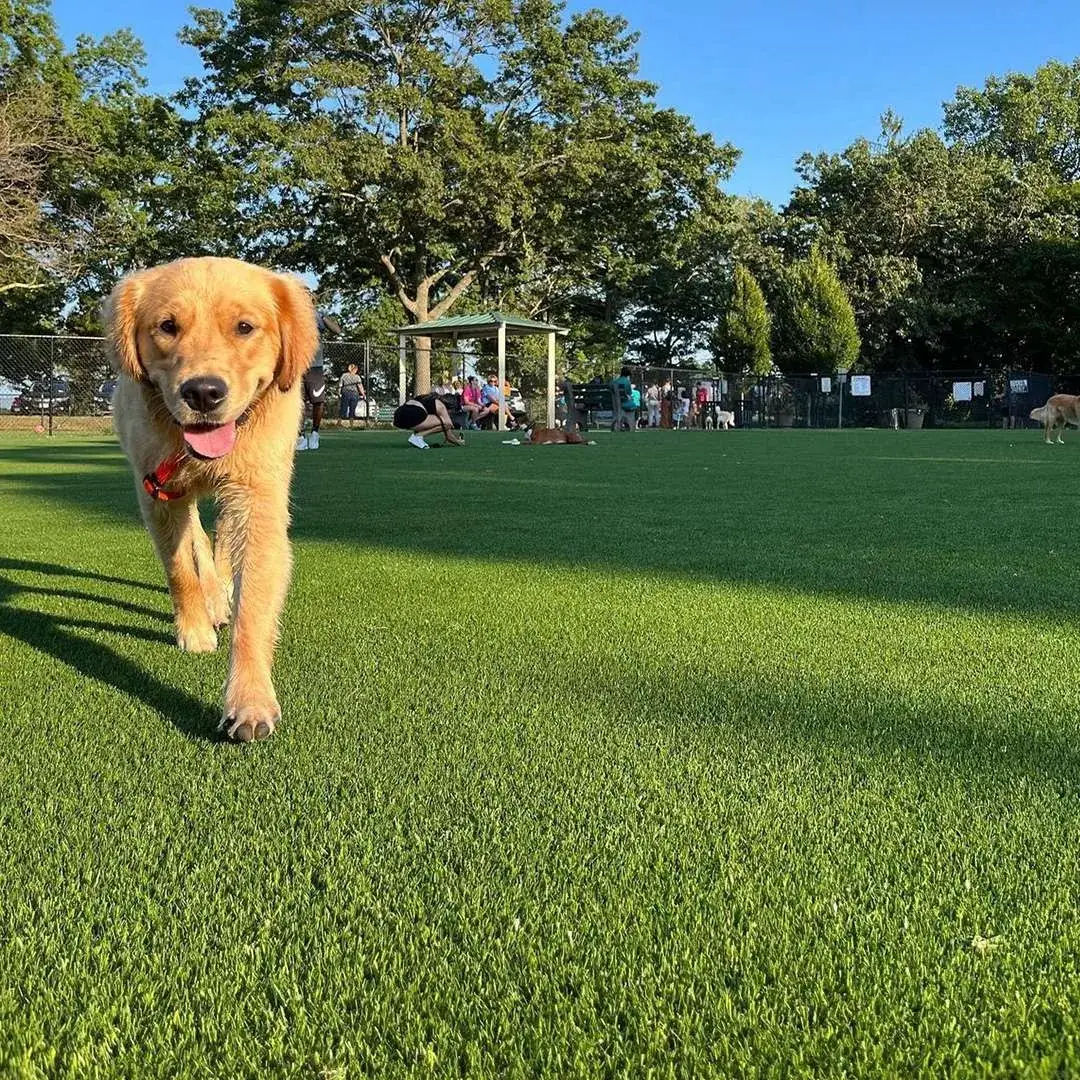 Pet-safe synthetic turf system
