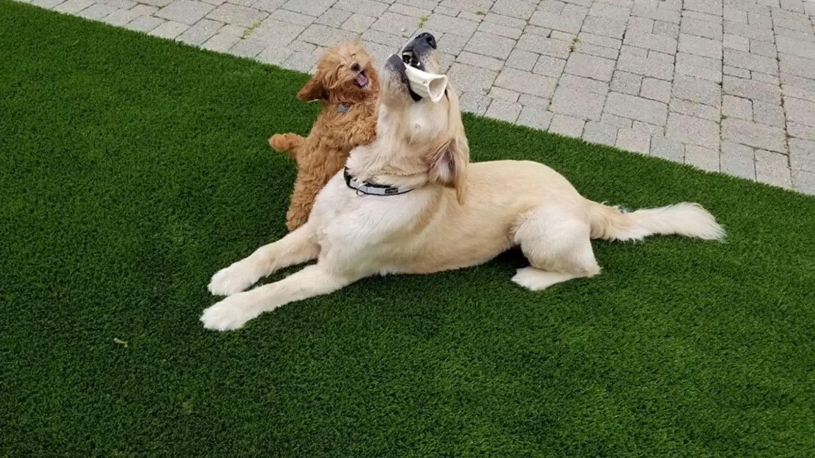 Synthetic turf lawn safe for pets